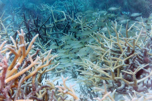 StagHornCoral