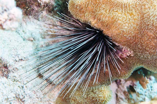 Urchin