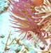 Anemone