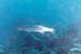 Barracuda