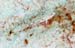 Blenny