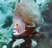 FrenchAngelfish