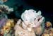 Frogfish