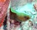 GreenMoray