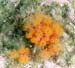 OrangePolyps