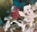 RedChristmasTreeWorms