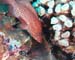 RedSpottedFish