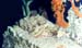 Scorpianfish