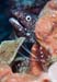 SpottedMoray2