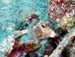 SpottedTrunkfish