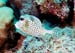 SpottedTrunkfish2