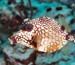 SpottedTrunkfishLeft