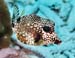 SpottedTrunkfishRight