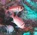 Squirrelfish