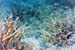 StagHornCoral