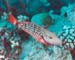 StoplightParrotfish