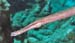 Trumpetfish
