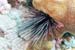 Urchin