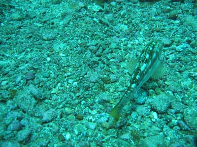IMG_0169