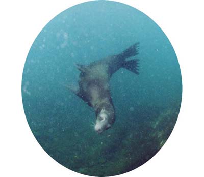 sealion1