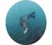 sealion1