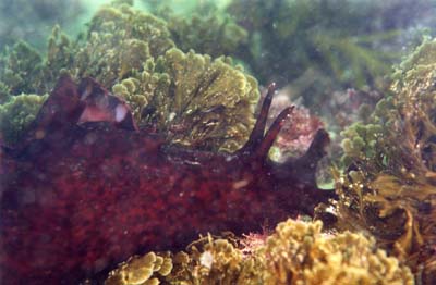 SeaSlug