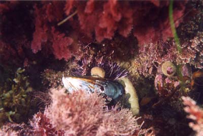 ShellNUrchin