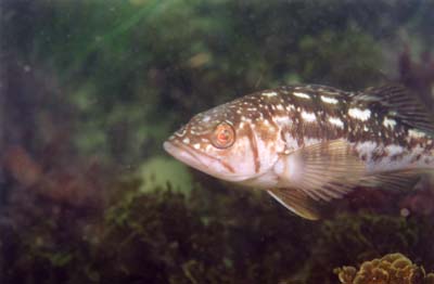 fish