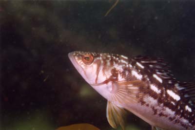 fish2