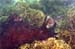 SeaSlug