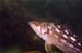 fish2