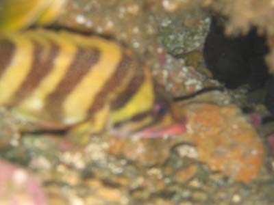 Kelpfish