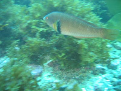 fish
