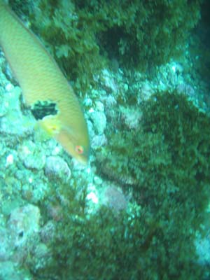 fish2