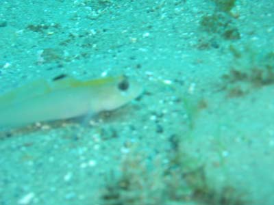 goby