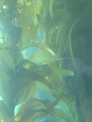 kelp