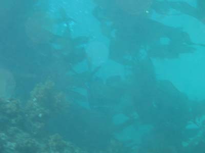 kelp2