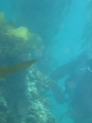 kelpPassage