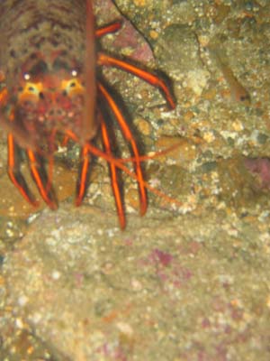 lobster1