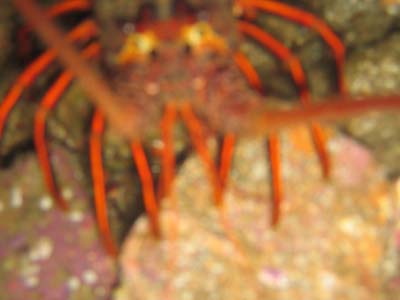 lobster2