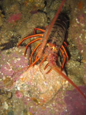 lobster3