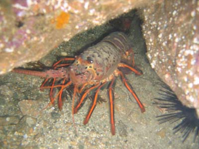 lobster4