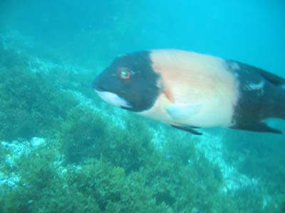 malesheepshead