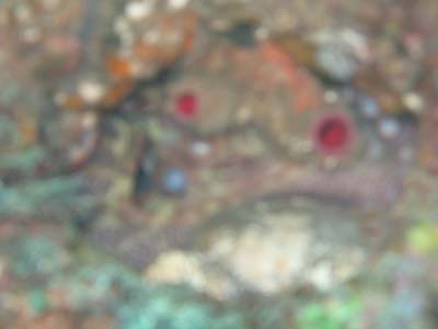 octopus1