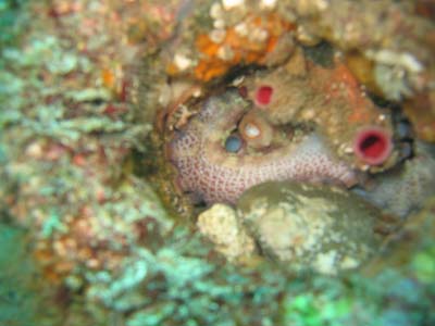 octopus3