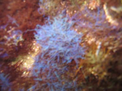purplestuff