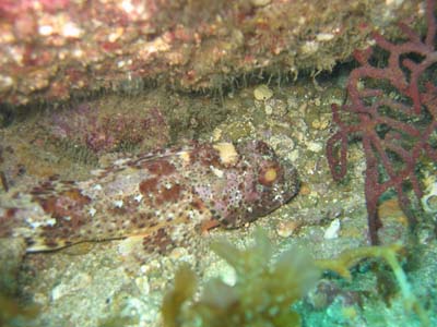 scorpianfish