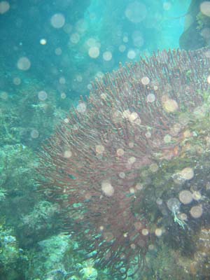 seafan