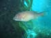 femalesheepshead