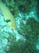 fish2